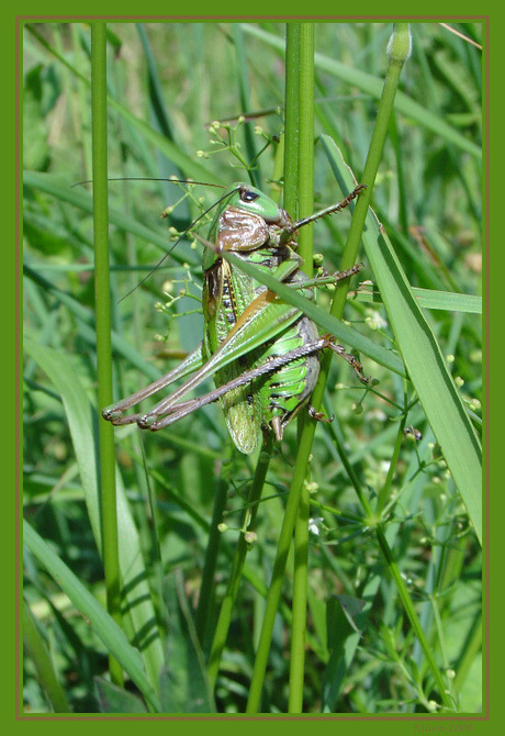 In het groen..