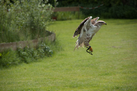 Roofvogelsshow 1