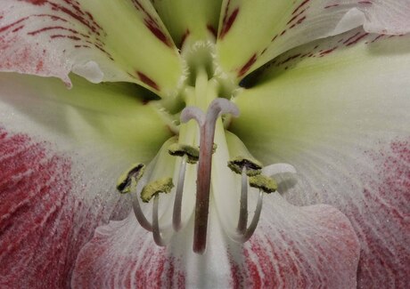 amaryllis