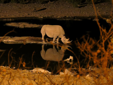 Rhino bij een drinkplaats