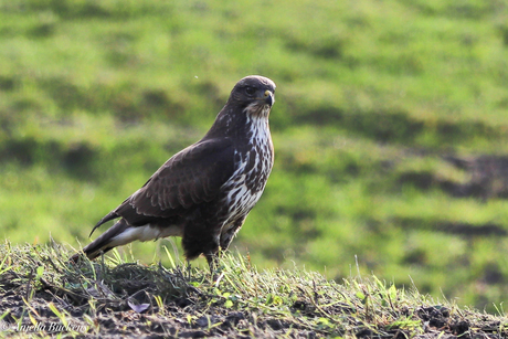 Buizerd