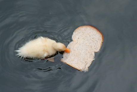 Dagelijks brood