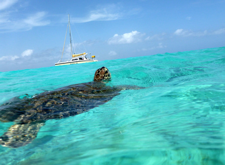 Schildpad Klein Curacao