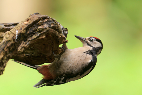 Grote Bonte Specht