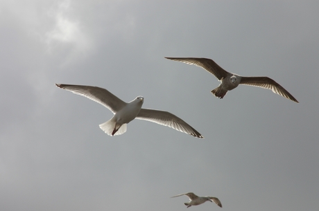 Meeuwen in de vlucht