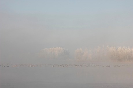 Vogels in de vroege mist.