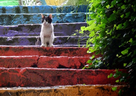 Rainbow Kitty