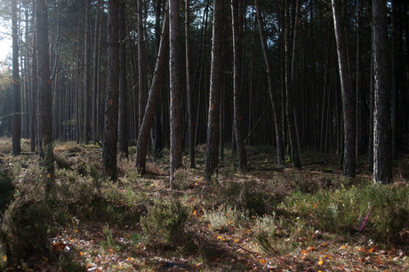 licht en schaduw in bos