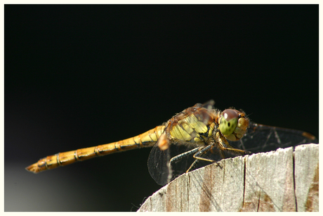 Orthetrum-2