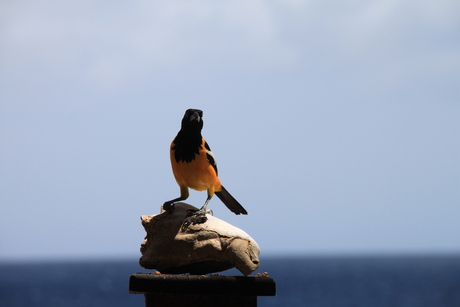 Curacao, de vogelnatuur
