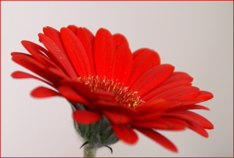 Gerbera; tips?