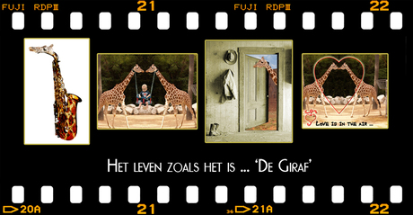 Het leven zoals het is ... de giraf