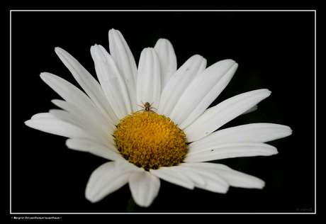 ach.......Margrietje