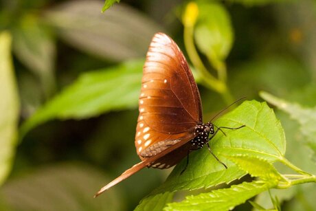 Euploea core