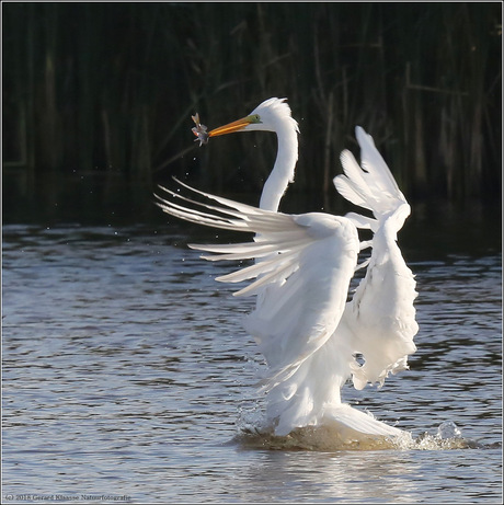 Grote Zilverreiger