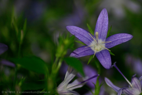 Blauw