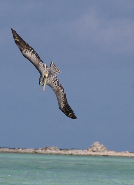 Pelikaan in duikvlucht