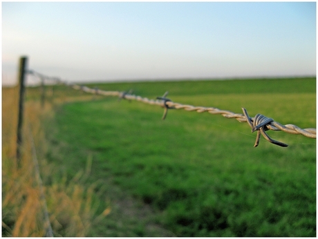 barbed wire