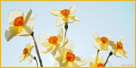 narcissen