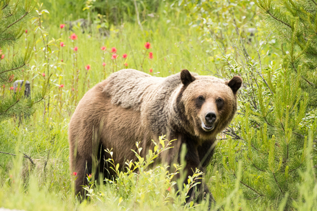 Grizzly Beer