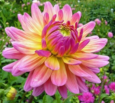 dahlia