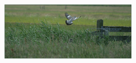 Duif in de vlucht