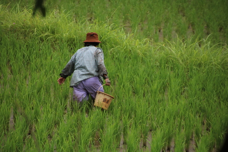 Local aan het werk in een rijstveld