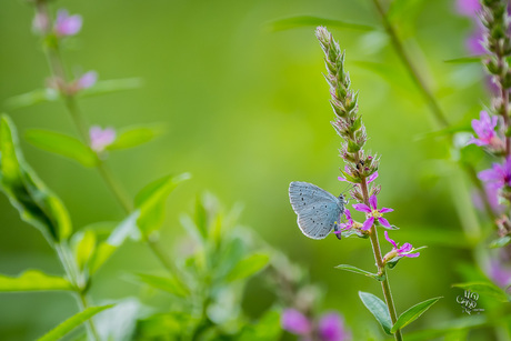 Blue on Pink