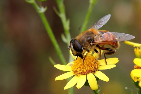 Wie weet wat voor insect dit is