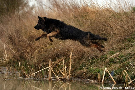 Zaron de oudduitse herder