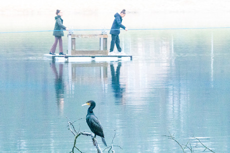 Onverstoorbare aalscholver