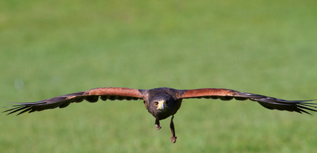 Steppe Arend in vogelvlucht