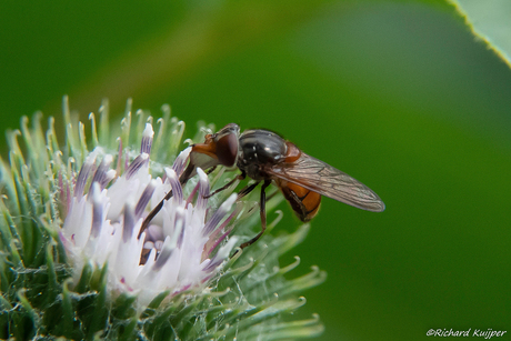 Gewone snuitvlieg (Rhingia campestris)