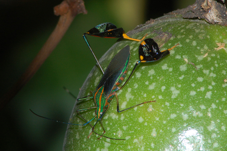Insect