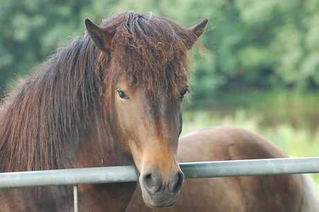 een paard