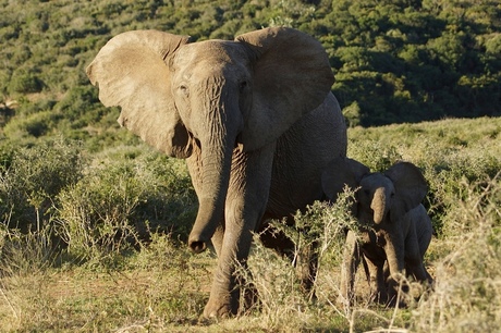 Mama olifant met kind