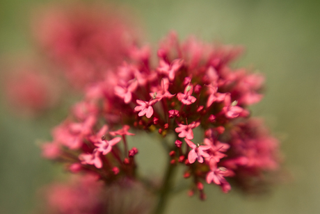 Valeriaan gezien met een Lensbaby