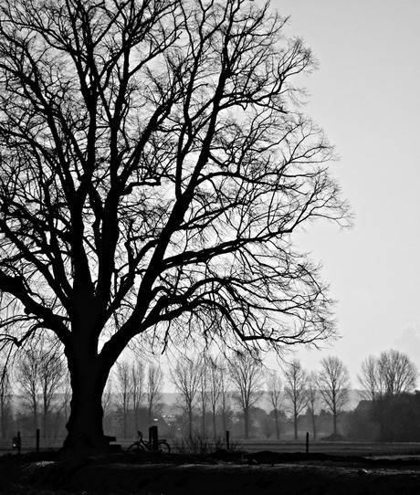 Onder de lindeboom