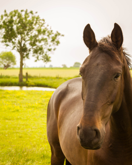 paard in de wei