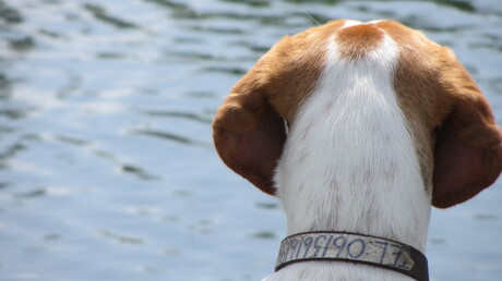 a dog near the river