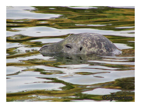 Zeehond