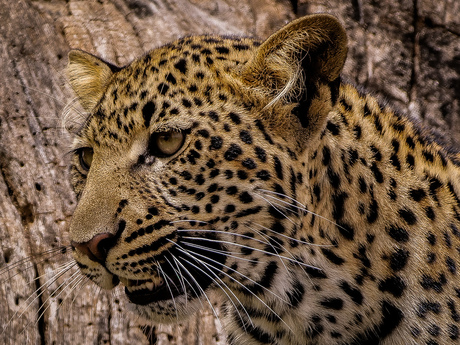 ben ik mooi of niet ????