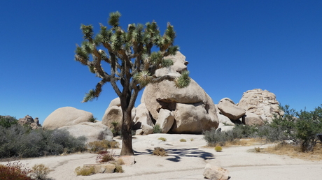 Joshua Tree National Park, Californië