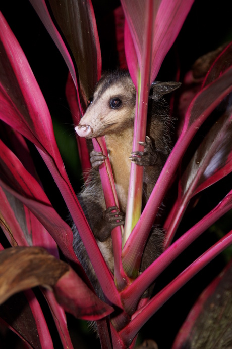 opossum in plant