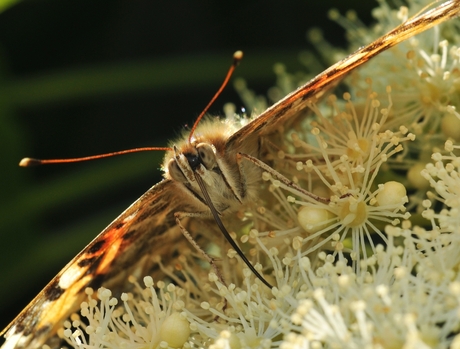 Eat and Fly!