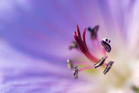 geranium Gerwat (Rozanne), ooievaarsbek