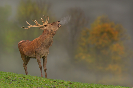 HERFST.jpg