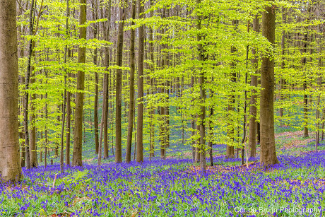 Hallerbos