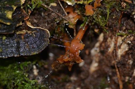 In het bos