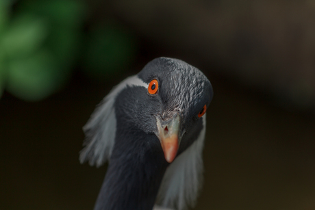 Chinese kraanvogel